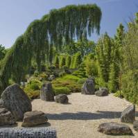 Mohutn Sequoiadendron giganteum Pendulum rmuje pohad do orientlnej zhrady (Holandsko)