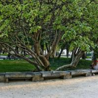 Krivky rozkonrench kmeov monumentlnej bazy v Splitskom parku (Chorvtsko) s pastvou pre oi 