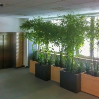 Bambusy vo vestibule administratvneho centra