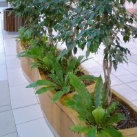 Ficus s podrastom asplnie